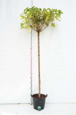 Katalpa paprastoji (Lot Catalpa bungei)  C50 STIEBAS 225 CM KAMIENO APIMTIS 14-16 CM