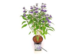 Sėpenė (Lot Caryopteris cl.) 'Grand Bleu' C1,5/P15 20-30 CM - nuotrauka 2