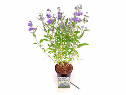 Sėpenė (Lot Caryopteris cl.) 'Heavenly Blue' C1,5/P15 20-30 CM - nuotrauka 2