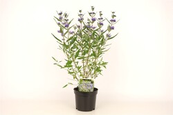 Sėpenė (Lot Caryopteris cl.) 'Kew Blue' C1,5/P15 20-30 CM - nuotrauka 1