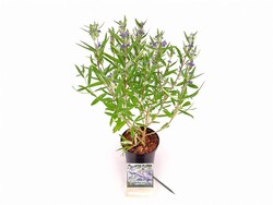 Sėpenė (Lot Caryopteris cl.) 'Kew Blue' C1,5/P15 20-30 CM - nuotrauka 2