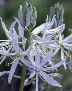 Kamasija (Lot Camassia cusickii)  SVOGUNĖLIAI 25 VNT