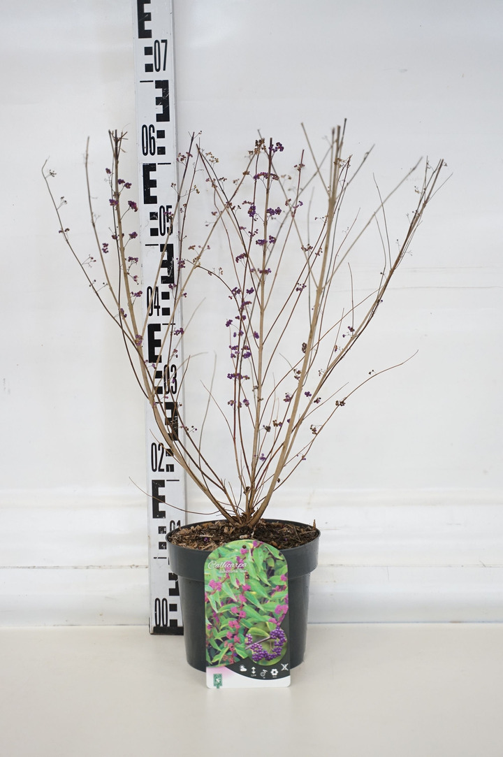 Vaisuolė (Lot Callicarpa dichotoma) 'Issai' C3/P19 40-50 CM