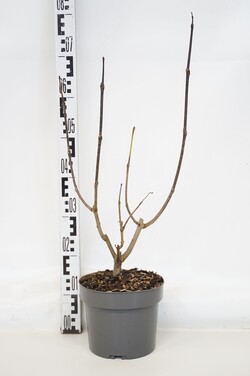 Rausvoji katalpa (Lot Catalpa erub.) 'Purpurea' C4/P21 60-80 CM - nuotrauka 1