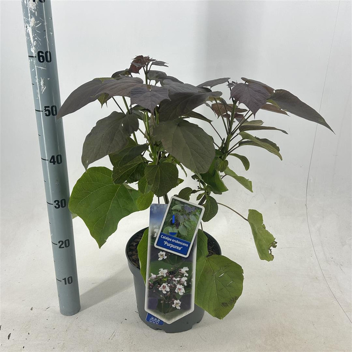 Rausvoji katalpa (Lot Catalpa erub.) 'Purpurea' C5/P23 40-50 CM