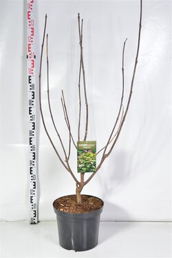 Rausvoji katalpa (Lot Catalpa erub.) 'Purpurea' C12 100-125 CM
