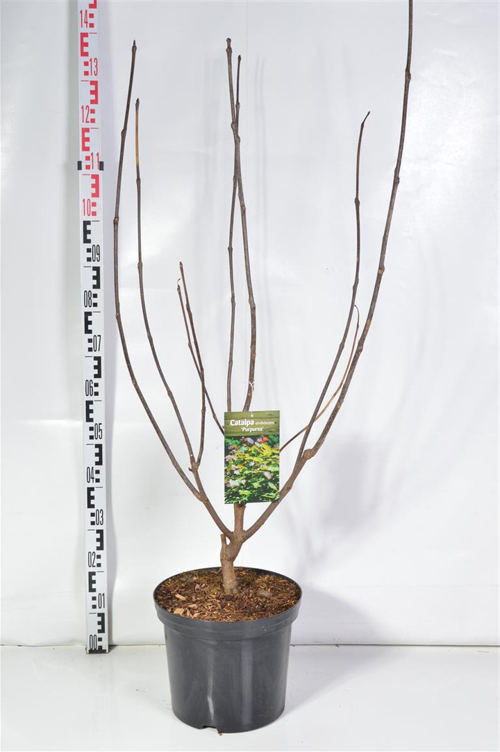 Rausvoji katalpa (Lot Catalpa erub.) 'Purpurea' C12 100-125 CM