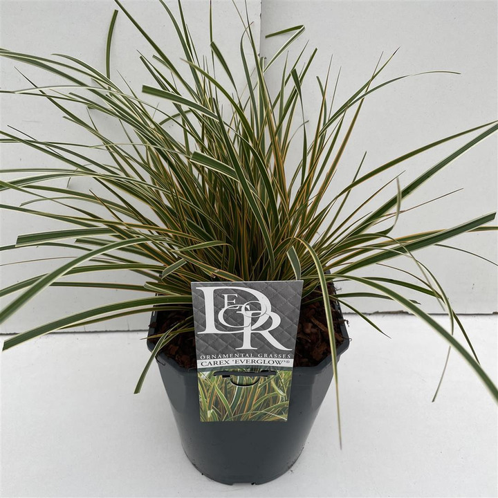 Viksva (Lot Carex) 'Everglow' C5/P23