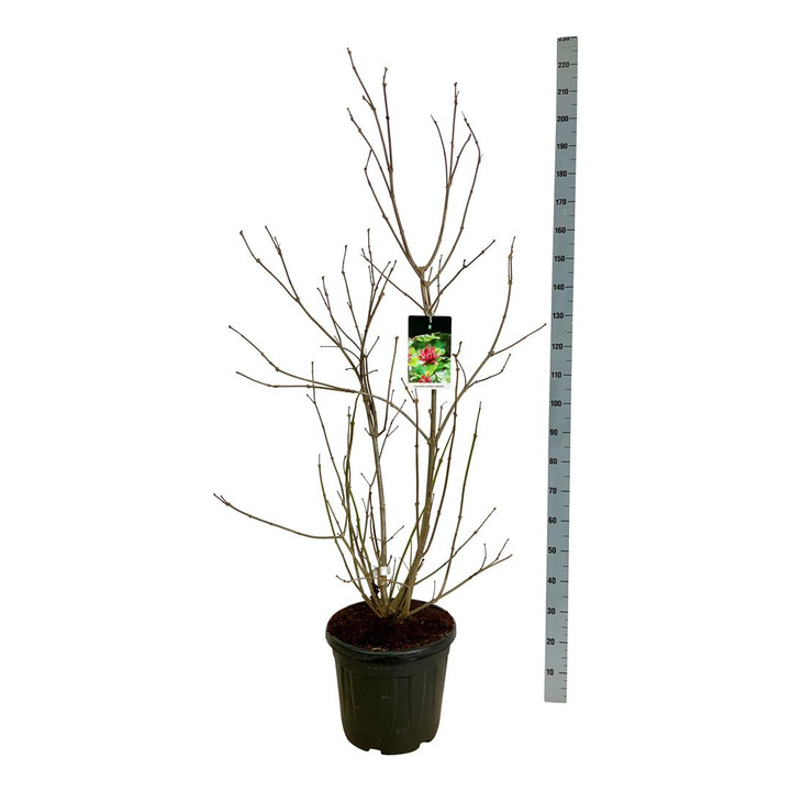 Kalikantas puošnusis (Lot Calycanthus flor.) 'Aphrodite' C30 125-150CM | KALIKANTAI | KRŪMAI