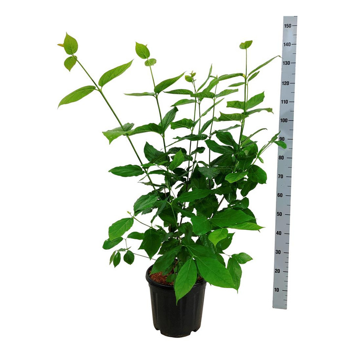 Kalikantas puošnusis (Lot Calycanthus flor.) 'Aphrodite' C30 125-150CM | KALIKANTAI | KRŪMAI
