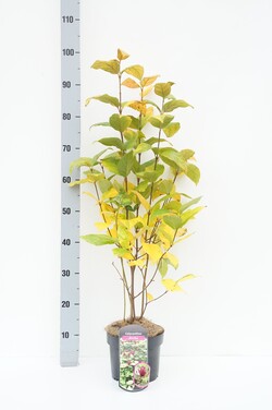 Kalikantas puošnusis (Lot Calycanthus floridus) C3/P19 40-60 CM | KALIKANTAI | KRŪMAI