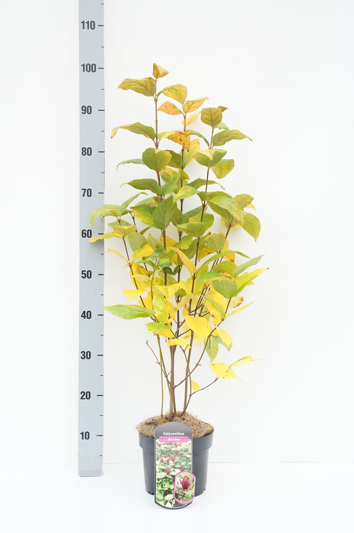 Kalikantas puošnusis (Lot Calycanthus floridus) C3/P19 40-60 CM | KALIKANTAI | KRŪMAI