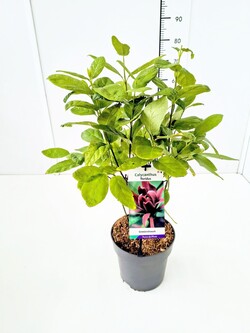 Kalikantas puošnusis (Lot Calycanthus floridus)  C5/P23 40-50 CM