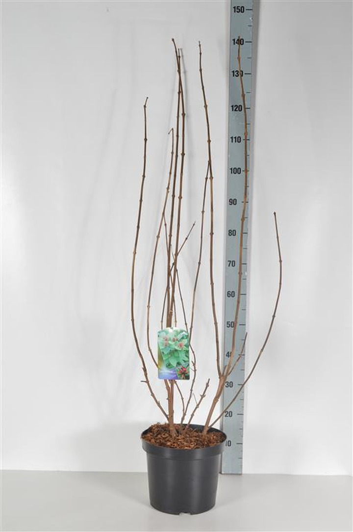 Kalikantas puošnusis (Lot Calycanthus floridus)  C7,5/P26 60-80 CM