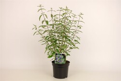 Caryopteris incana (Lot Caryopteris incana)  C1,5/P15 20-30 CM - nuotrauka 1