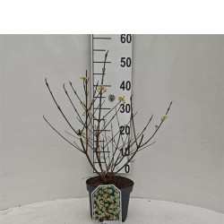 Vaisuolė (Lot Callicarpa jap.) 'Leucocarpa' C3/P19 30-40 CM