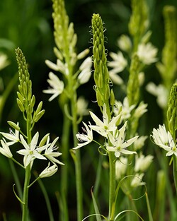Grakščioji kamasija (Lot Camassia leicht.) 'Alba' SVOGUNĖLIAI 25 VNT