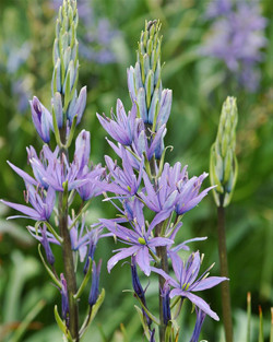 Grakščioji kamasija (Lot Camassia leicht.) 'Caerulea' SVOGUNĖLIAI 25 VNT