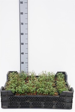 Girmetė (Lot Calamintha n.) 'White Cloud' P9 JAUNI AUGALAI