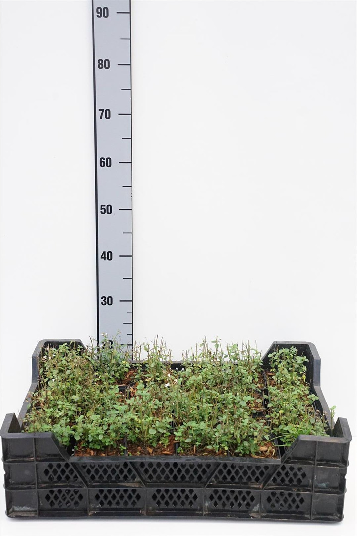 Girmetė (Lot Calamintha n.) 'White Cloud' P9 JAUNI AUGALAI