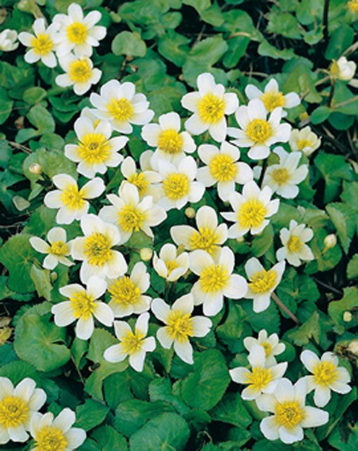 Pelkinė puriena alba (Lot Caltha palustris alba) P9 | PELKINĖ PURIENA | VANDENS IR PAKRANČIŲ AUGALAI