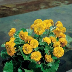 Caltha pal. (Lot Caltha pal.) 'Plena/Multiplex' P9 | KITI | DAUGIAMETĖS GĖLĖS
