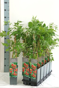 Ląstūnė stambiažiedė (Lot Campsis radicans) C2/P17 40-60 CM