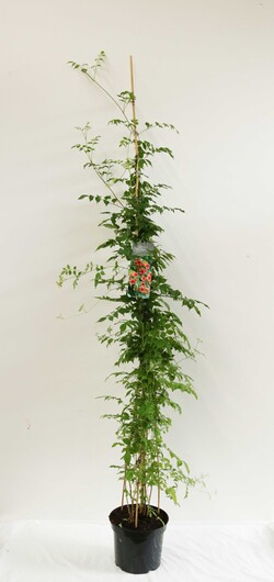 Ląstūnė stambiažiedė (Lot Campsis radicans) C7,5/P26 100-150 CM