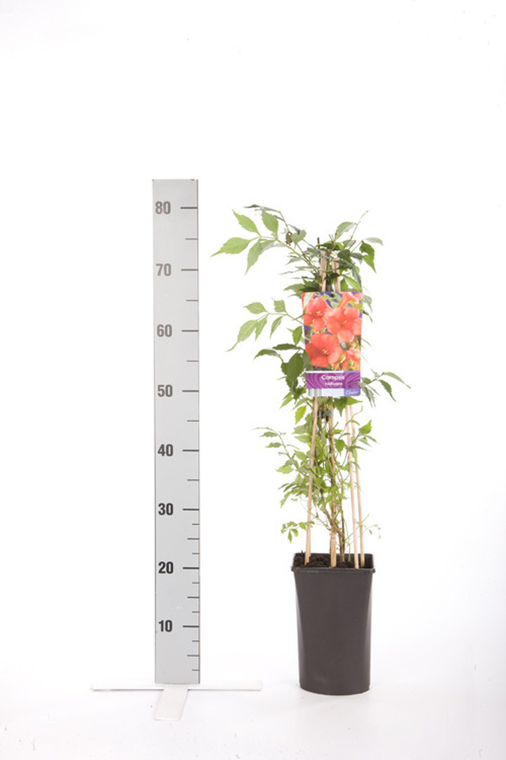 Campsis radicans (Lot Campsis radicans) C2,5 70 CM 4 ST(SP) | KITI | VIJOKLINIAI