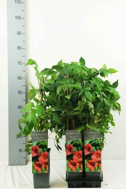 Ląstūnė stambiažiedė (Lot Campsis rad.) 'Flamenco' P17 40-60 CM 3 STICK
