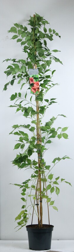 Ląstūnė stambiažiedė (Lot Campsis rad.) 'Flamenco' C7,5/P26 100-150 CM