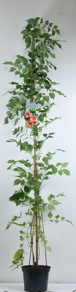 Ląstūnė stambiažiedė (Lot Campsis rad.) 'Flamenco' C7,5/P26 150-200 CM