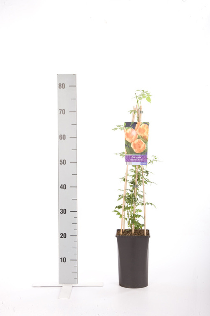 Campsis rad. (Lot Campsis rad.) 'Flava' C2,5 70 CM 4 ST(SP) | KITI | VIJOKLINIAI