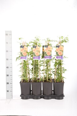 Ląstūnė stambiažiedė (Lot Campsis rad.) 'Flava' C2,5 70 CM 4 ST(SP) - nuotrauka 2