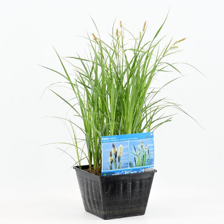 Viksva pakrantinė (Lot Carex riparia)  PONDBASKET 28X28 CM