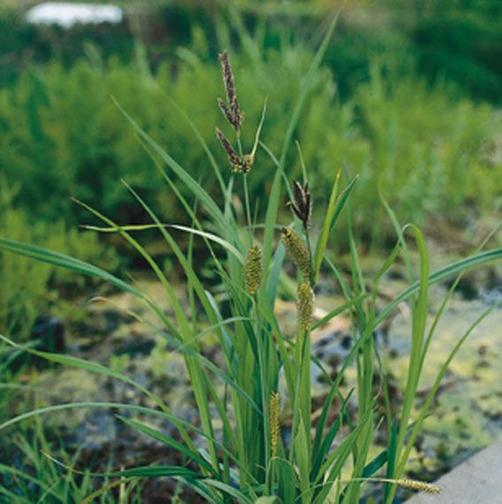 Viksva pakrantinė (Lot Carex riparia)  PONDBASKET 18X18 CM