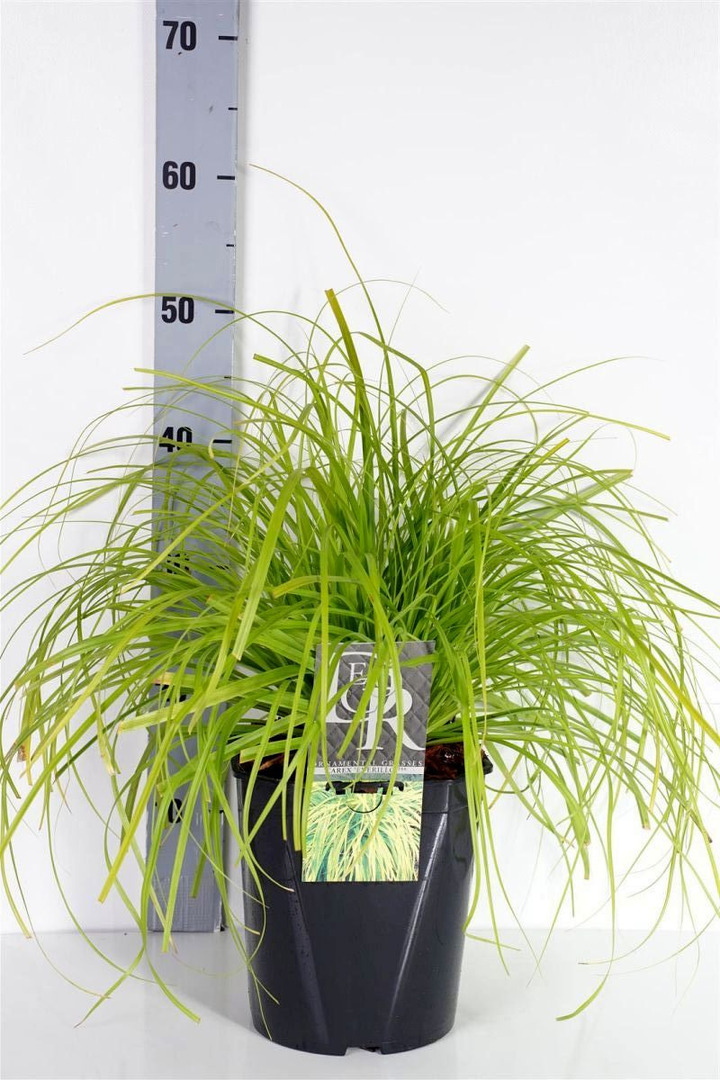 Viksva Margalapė (Lot Carex oshim.) 'Everillo' C5/P23 | VIKSVOS | SMILGOS - VARPINIAI AUGALAI