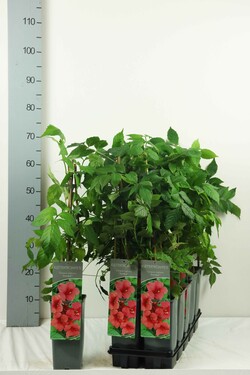Ląstūnė stambiažiedė (Lot Campsis rad.) 'Stromboli' P17 40-60 CM 3 STICK | LASTŪNĖS | DAUGIAMETĖS GĖLĖS