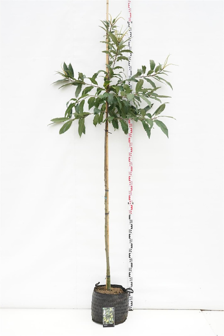Kaštainis valgomasis (Lot Castanea sativa)  C15 KAMIENO APIMTIS 6-8 CM STANDARD