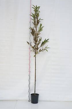 Kaštainis valgomasis (Lot Castanea sativa)  C18 KAMIENO APIMTIS 6-8 CM STANDARD