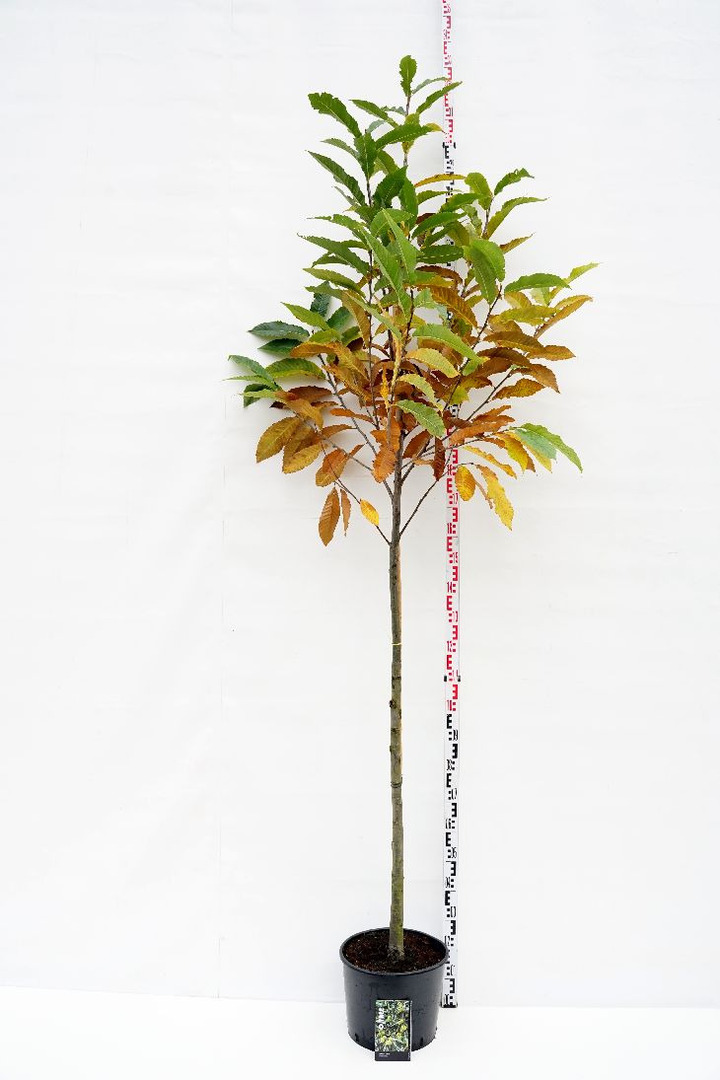 Kaštainis valgomasis (Lot Castanea sativa)  C15 KAMIENO APIMTIS 8-10 CM STANDARD