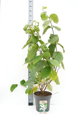 Kalikantas (Lot Calycanthus) 'Venus' C12 60-100 CM