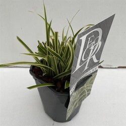 Viksva (Lot Carex) 'Vanilla Ice' C1/P13