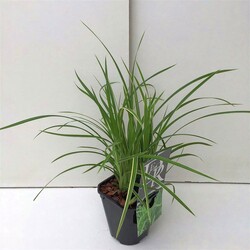 Viksva (Lot Carex) 'Vanilla Ice' C2/P17