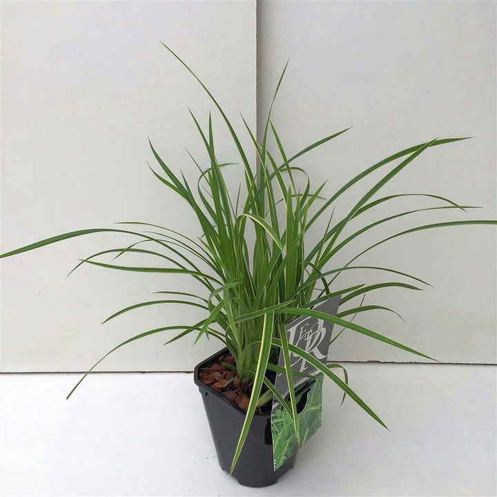 Viksva (Lot Carex) 'Vanilla Ice' C2/P17