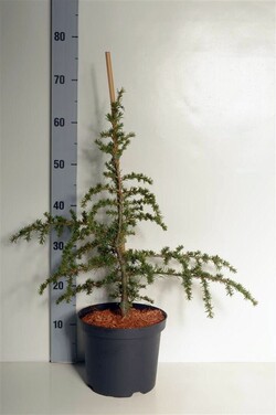 Kedras (Lot Cedrus brev.) 'Nana Epstein' C4/P21 40-50 CM - nuotrauka 2