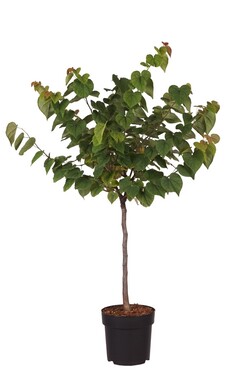Kanadinis cercis (Lot Cercis can.) 'Ace of Hearts' C5/P23 STIEBAS 40 CM
