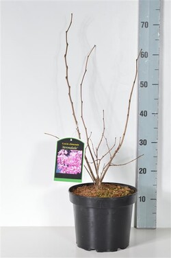 Cercis kininis (Lot Cercis chin.) 'Avondale' C5/P23 30-40 CM