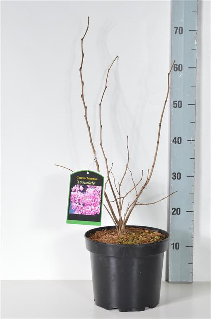 Cercis kininis (Lot Cercis chin.) 'Avondale' C5/P23 30-40 CM