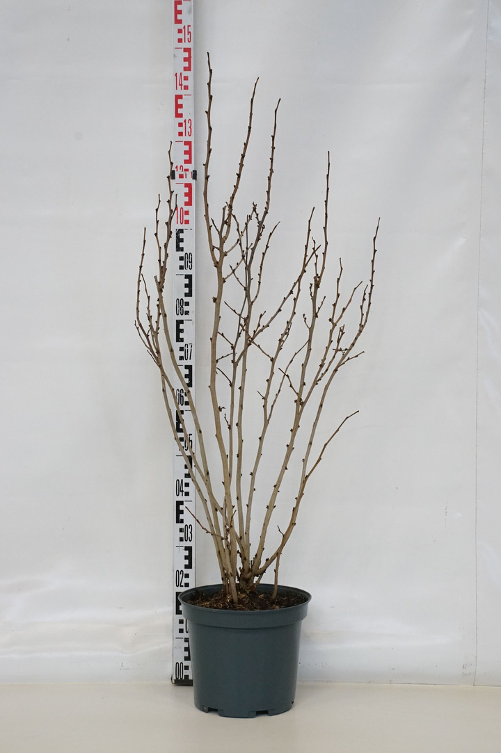 Cercis kininis (Lot Cercis chin.) 'Avondale' C10 80-100 CM